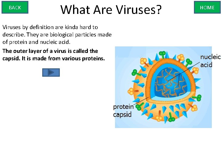 BACK What Are Viruses? Viruses by definition are kinda hard to describe. They are