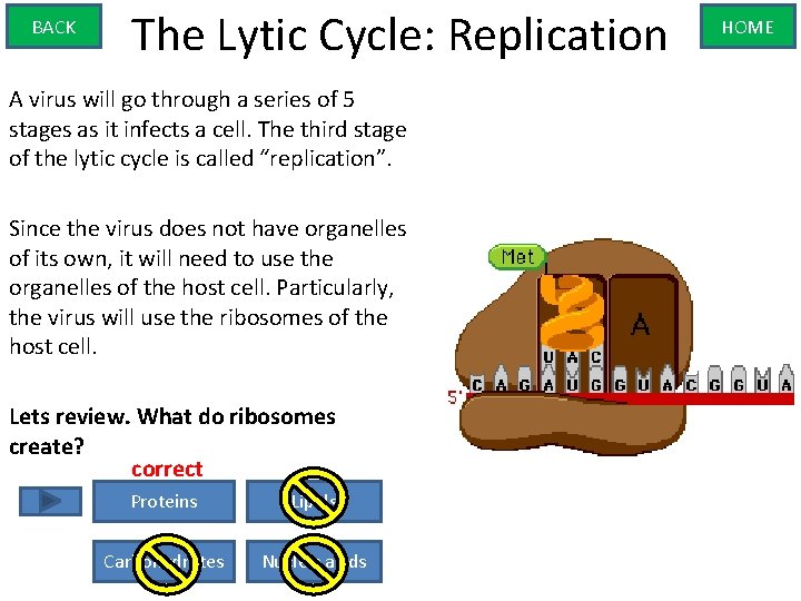 BACK The Lytic Cycle: Replication A virus will go through a series of 5