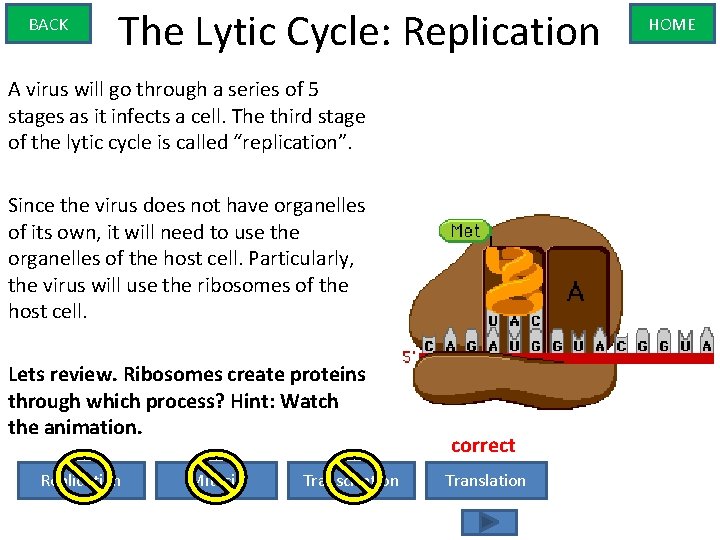 BACK The Lytic Cycle: Replication A virus will go through a series of 5