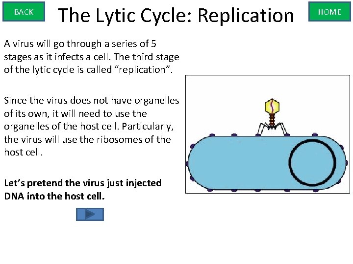 BACK The Lytic Cycle: Replication A virus will go through a series of 5