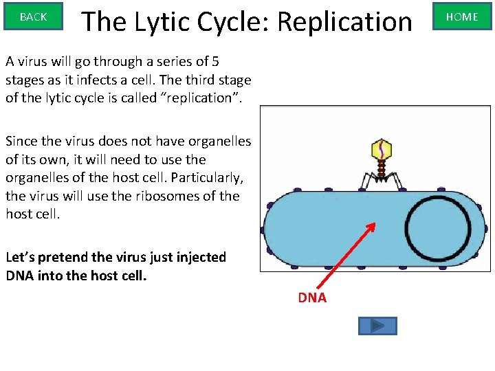 BACK The Lytic Cycle: Replication A virus will go through a series of 5