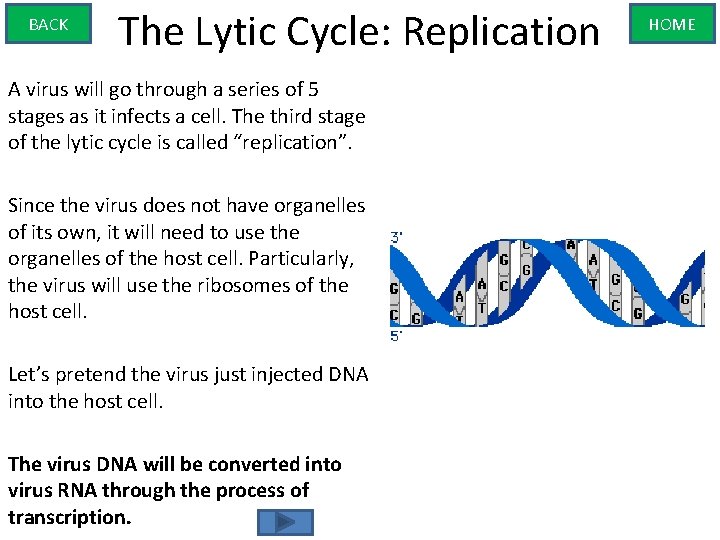 BACK The Lytic Cycle: Replication A virus will go through a series of 5