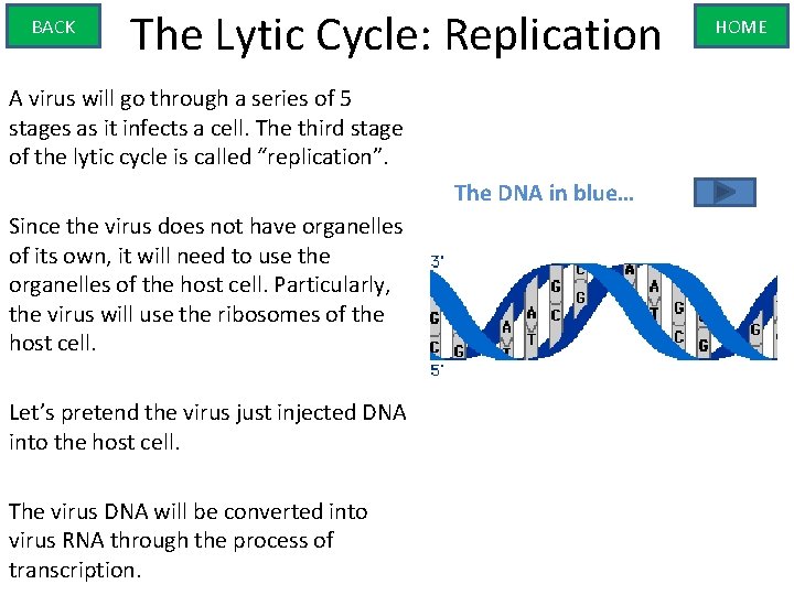 BACK The Lytic Cycle: Replication A virus will go through a series of 5