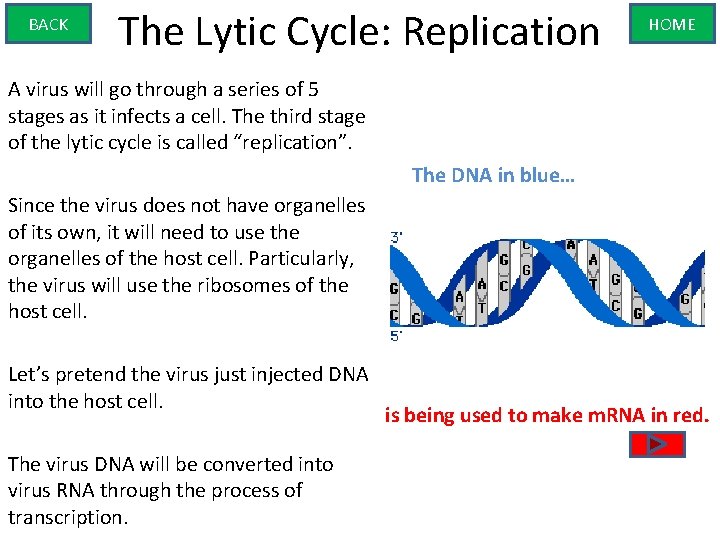 BACK The Lytic Cycle: Replication HOME A virus will go through a series of
