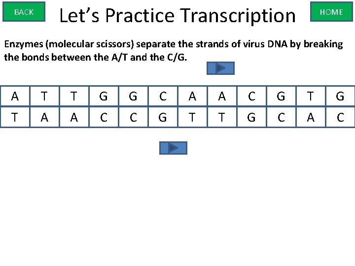 Let’s Practice Transcription BACK HOME Enzymes (molecular scissors) separate the strands of virus DNA