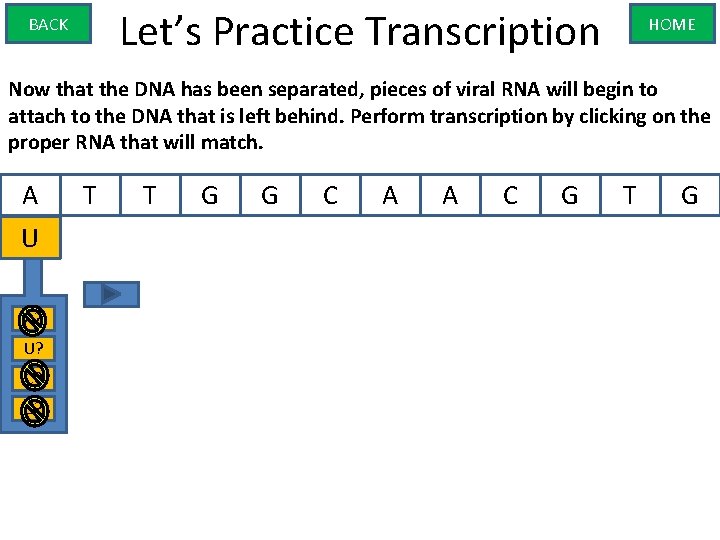 Let’s Practice Transcription BACK HOME Now that the DNA has been separated, pieces of