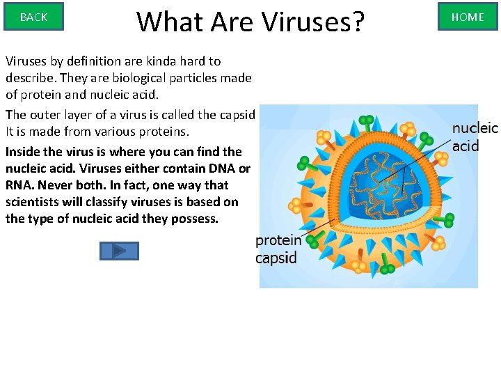BACK What Are Viruses? Viruses by definition are kinda hard to describe. They are