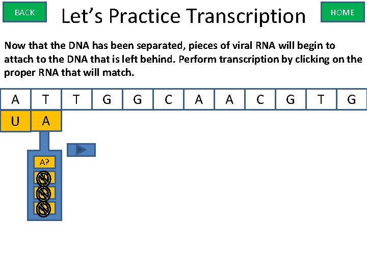 Let’s Practice Transcription BACK HOME Now that the DNA has been separated, pieces of