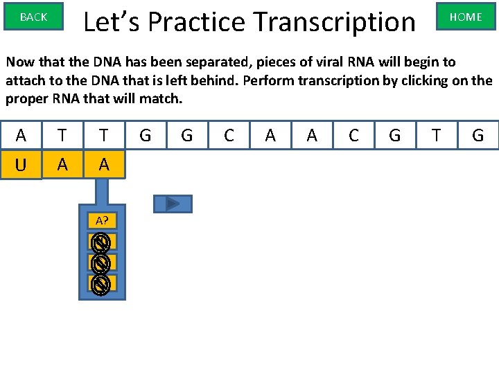 Let’s Practice Transcription BACK HOME Now that the DNA has been separated, pieces of
