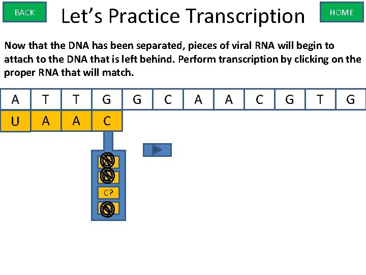 Let’s Practice Transcription BACK HOME Now that the DNA has been separated, pieces of