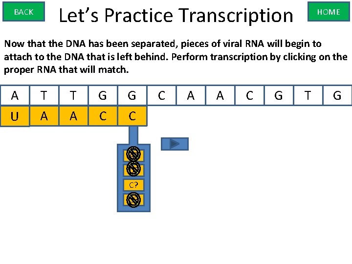 Let’s Practice Transcription BACK HOME Now that the DNA has been separated, pieces of