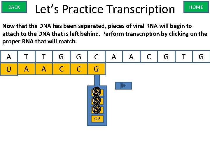 Let’s Practice Transcription BACK HOME Now that the DNA has been separated, pieces of