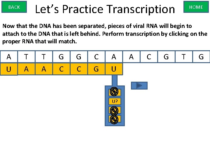 Let’s Practice Transcription BACK HOME Now that the DNA has been separated, pieces of