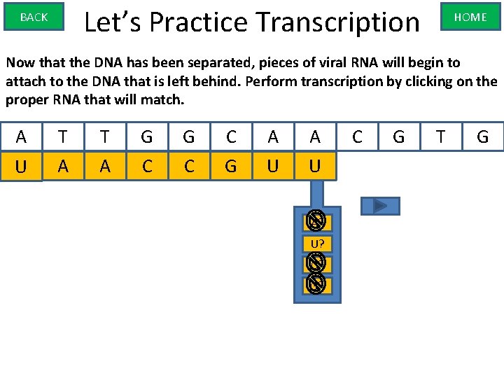 Let’s Practice Transcription BACK HOME Now that the DNA has been separated, pieces of