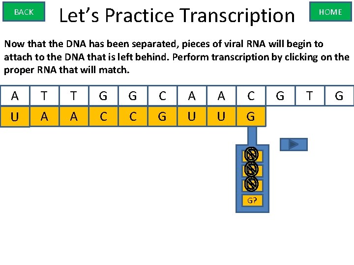 Let’s Practice Transcription BACK HOME Now that the DNA has been separated, pieces of