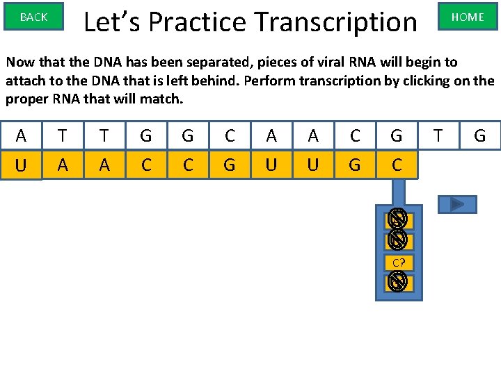 Let’s Practice Transcription BACK HOME Now that the DNA has been separated, pieces of