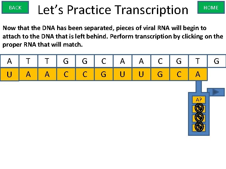 Let’s Practice Transcription BACK HOME Now that the DNA has been separated, pieces of