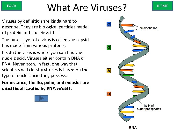 BACK What Are Viruses? Viruses by definition are kinda hard to describe. They are