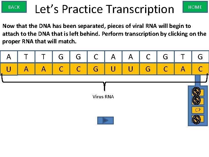 Let’s Practice Transcription BACK HOME Now that the DNA has been separated, pieces of