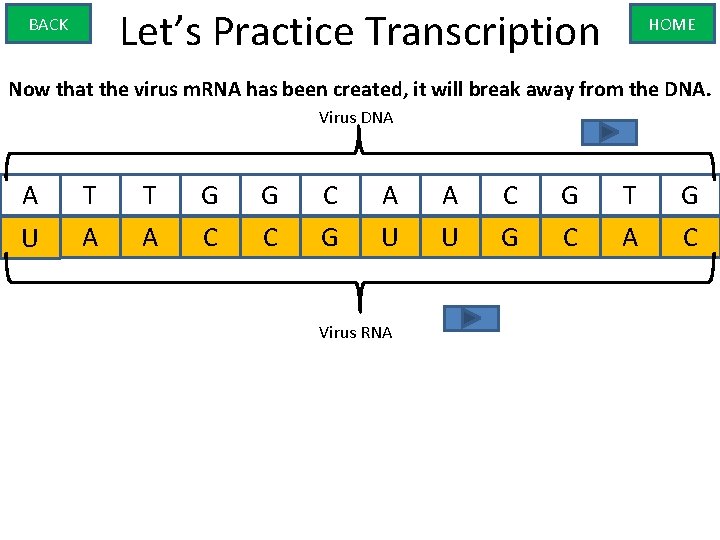 Let’s Practice Transcription BACK HOME Now that the virus m. RNA has been created,