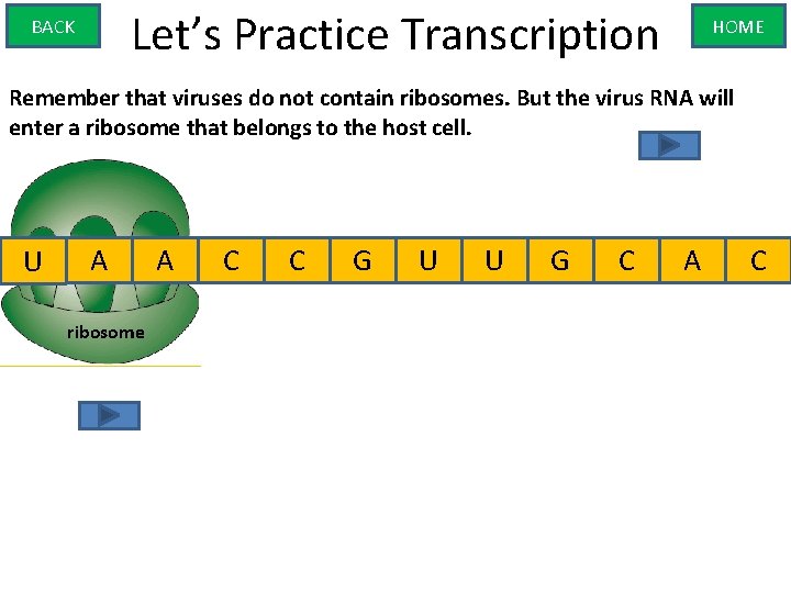 Let’s Practice Transcription BACK HOME Remember that viruses do not contain ribosomes. But the