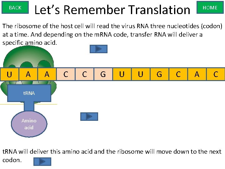 Let’s Remember Translation BACK HOME The ribosome of the host cell will read the