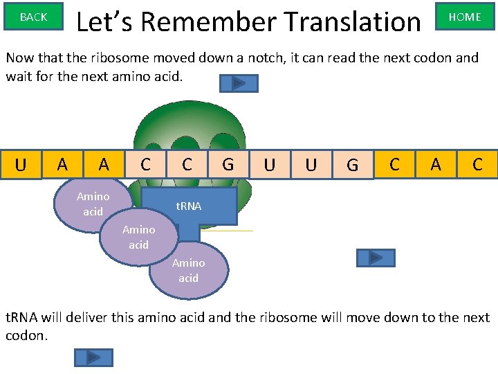 Let’s Remember Translation BACK HOME Now that the ribosome moved down a notch, it
