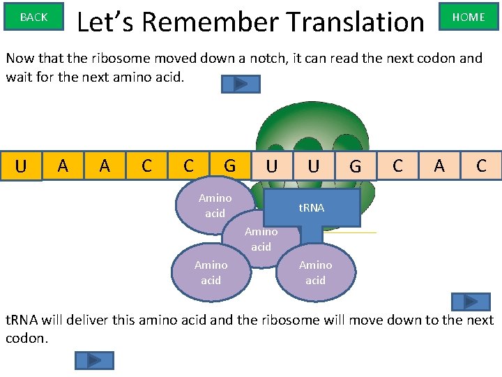Let’s Remember Translation BACK HOME Now that the ribosome moved down a notch, it