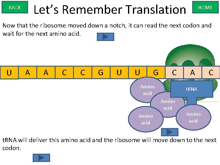 Let’s Remember Translation BACK HOME Now that the ribosome moved down a notch, it