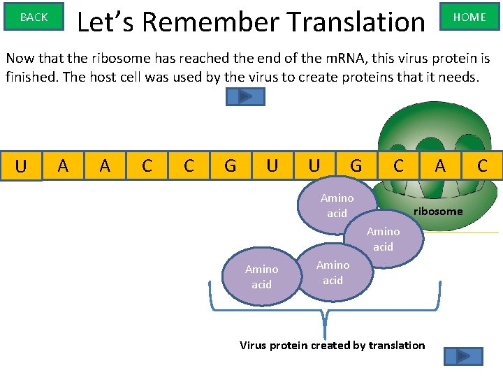 Let’s Remember Translation BACK HOME Now that the ribosome has reached the end of