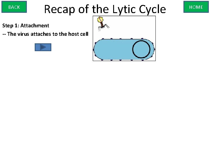 BACK Recap of the Lytic Cycle Step 1: Attachment -- The virus attaches to