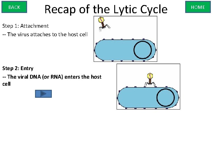 BACK Recap of the Lytic Cycle Step 1: Attachment -- The virus attaches to