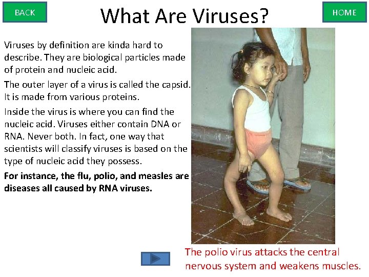 BACK What Are Viruses? HOME Viruses by definition are kinda hard to describe. They