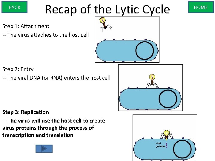 BACK Recap of the Lytic Cycle Step 1: Attachment -- The virus attaches to