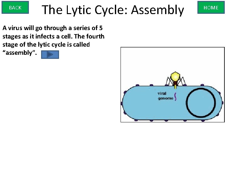 BACK The Lytic Cycle: Assembly A virus will go through a series of 5