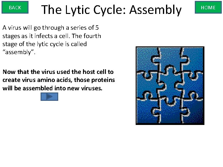BACK The Lytic Cycle: Assembly A virus will go through a series of 5