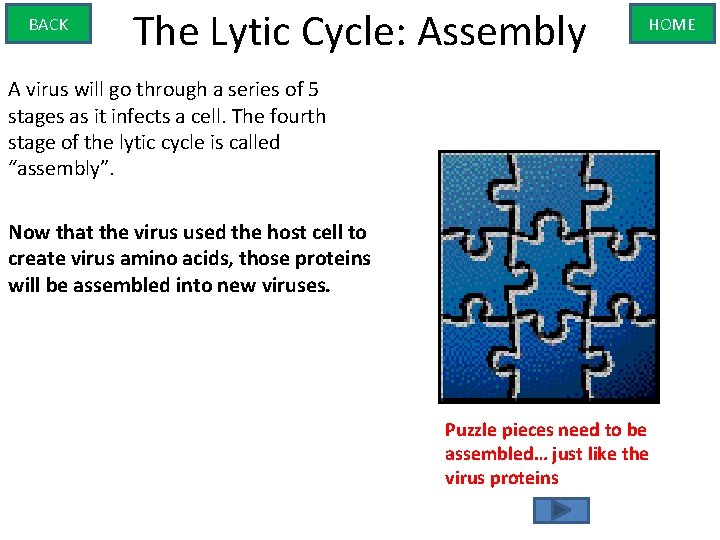 BACK The Lytic Cycle: Assembly HOME A virus will go through a series of
