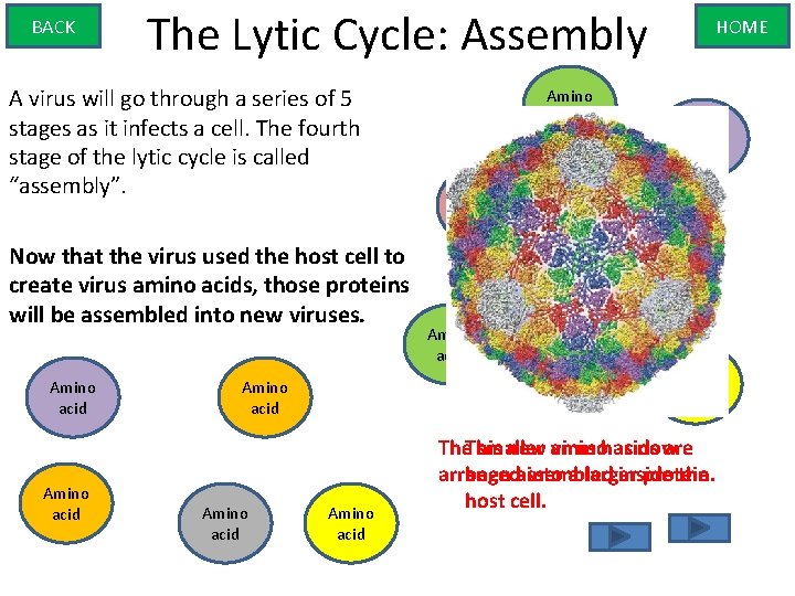 BACK The Lytic Cycle: Assembly A virus will go through a series of 5