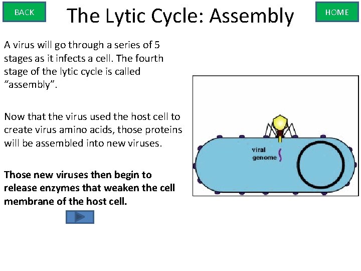 BACK The Lytic Cycle: Assembly A virus will go through a series of 5