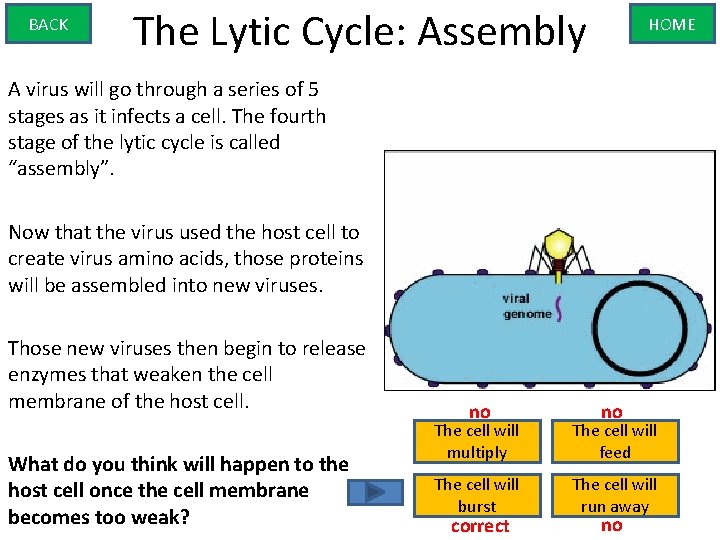 BACK The Lytic Cycle: Assembly HOME A virus will go through a series of