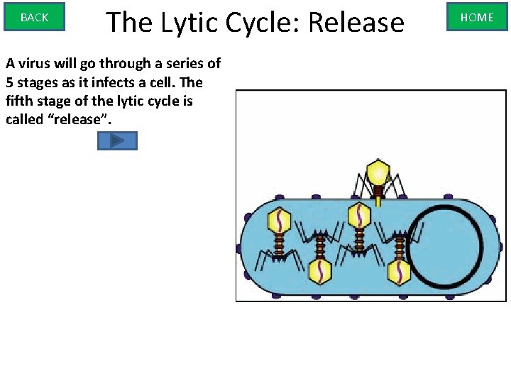 BACK The Lytic Cycle: Release A virus will go through a series of 5