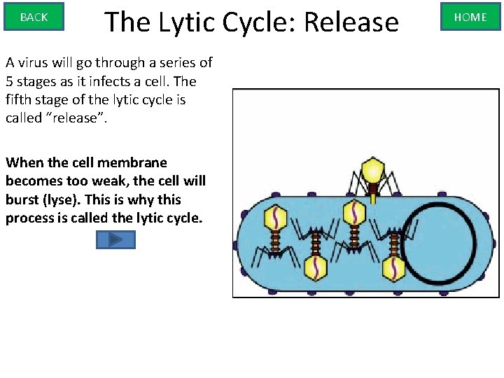 BACK The Lytic Cycle: Release A virus will go through a series of 5
