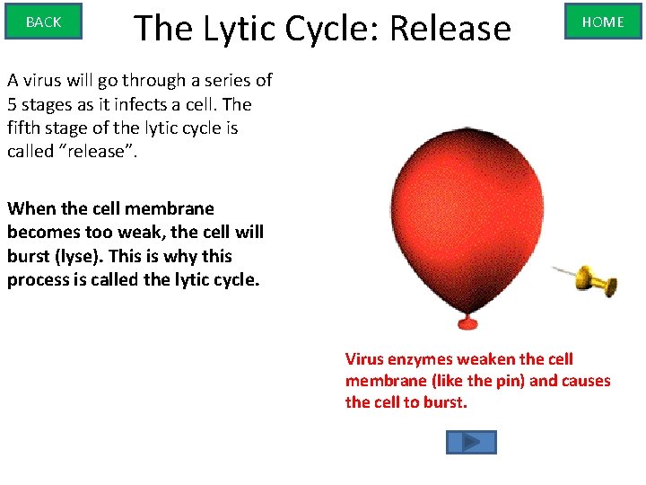 BACK The Lytic Cycle: Release HOME A virus will go through a series of