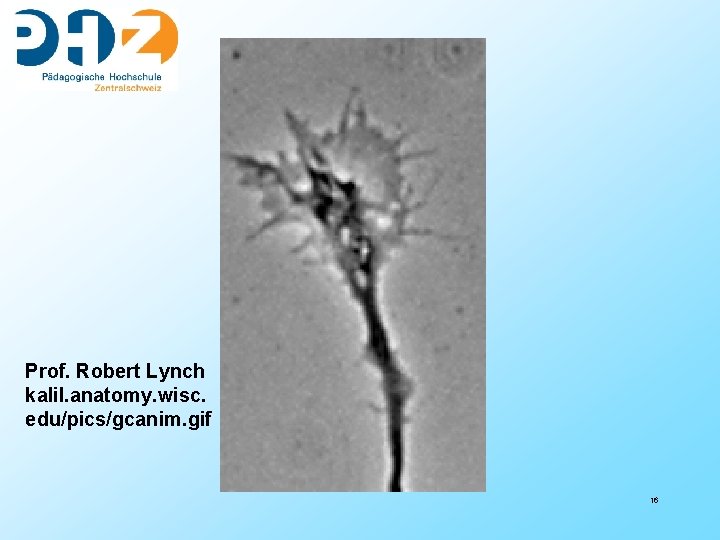 Prof. Robert Lynch kalil. anatomy. wisc. edu/pics/gcanim. gif 16 