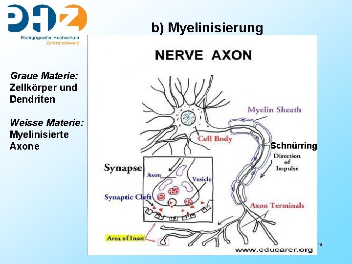 b) Myelinisierung Graue Materie: Zellkörper und Dendriten Weisse Materie: Myelinisierte Axone Schnürring 18 