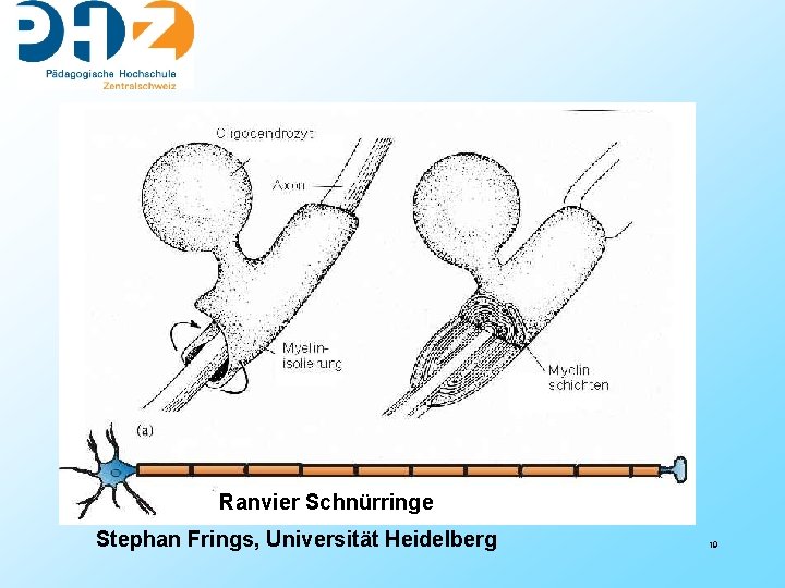 Ranvier Schnürringe Stephan Frings, Universität Heidelberg 19 