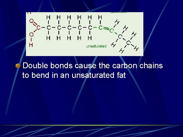 Double bonds cause the carbon chains to bend in an unsaturated fat 