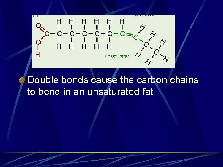 Double bonds cause the carbon chains to bend in an unsaturated fat Double bonds cause the carbon chains to bend in an unsaturated fat