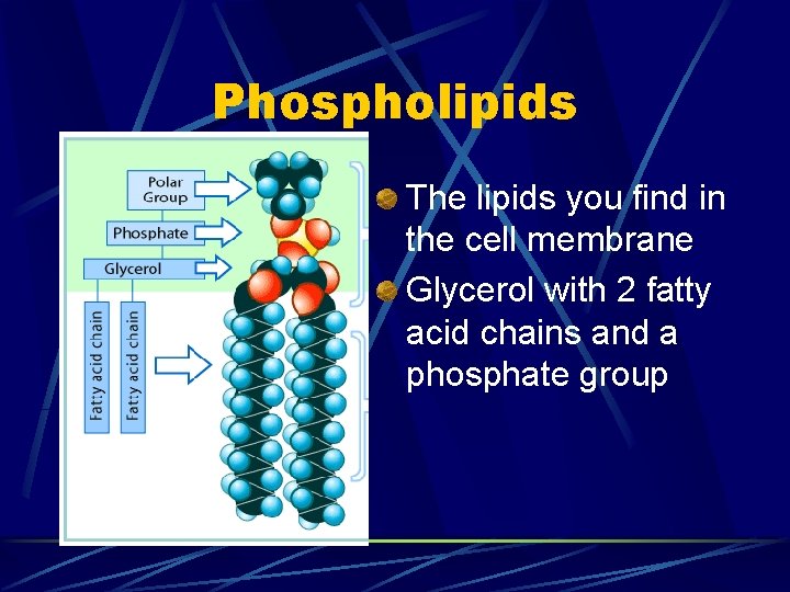 Phospholipids The lipids you find in the cell membrane Glycerol with 2 fatty acid