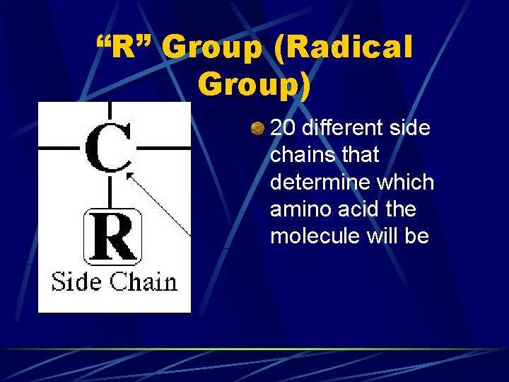 “R” Group (Radical Group) 20 different side chains that determine which amino acid the